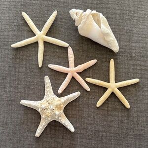 Decorative Starfish and Shell Set